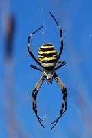 Argiope Bruennichi